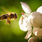 Enjoy the spring! Everything is blooming and the bees are diligently flying from flower to flower. I would like to share this spring feelings with you and have taken this picture for you.