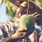 Farmers are checking mango quality.