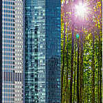 Trees in the Middle of a City between Skyscrapers