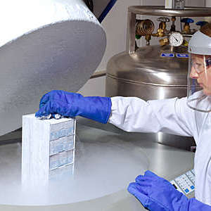 Scientist lifting human cells from liquid nitrogen storage