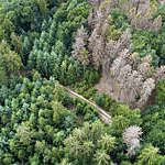 Aerial view of dead trees - forest dieback - Waldsterben, Germany