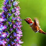Male Allen's hummingbird feeding on 