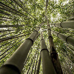 Bamboo forest