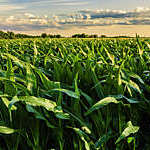 cornfield at sunset in Illinois